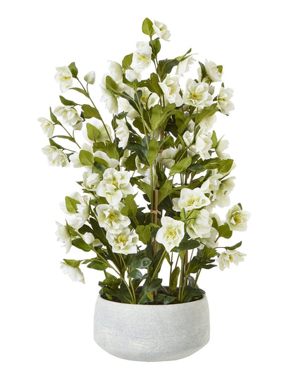Large White Hellebore In Grey Pot
