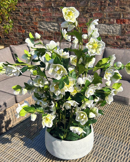 Large White Hellebore In Grey Pot