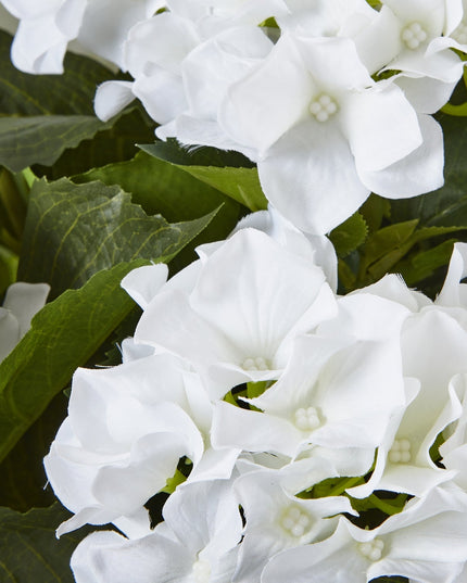 Large White Hydrangea Plant In Pot