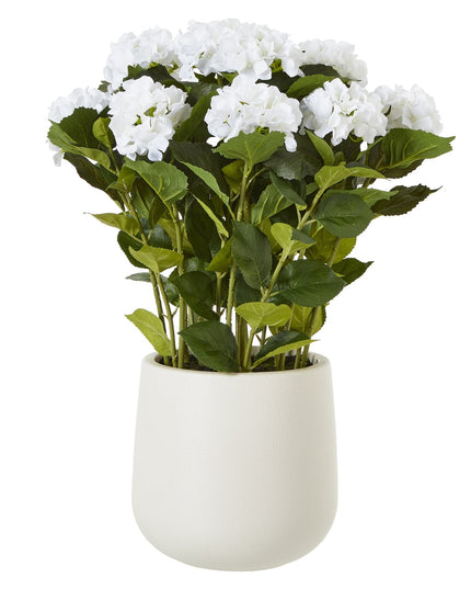 Large White Hydrangea Plant In Pot