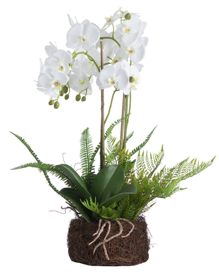 Large White Orchid And Fern Garden In Rootball
