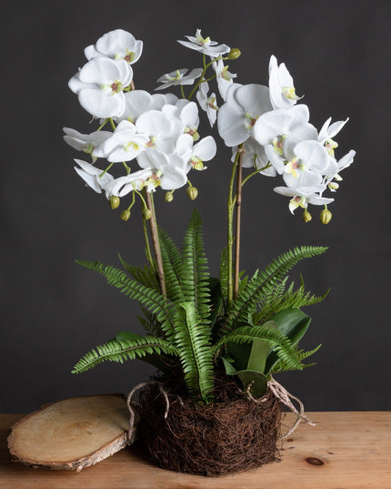 Large White Orchid And Fern Garden In Rootball