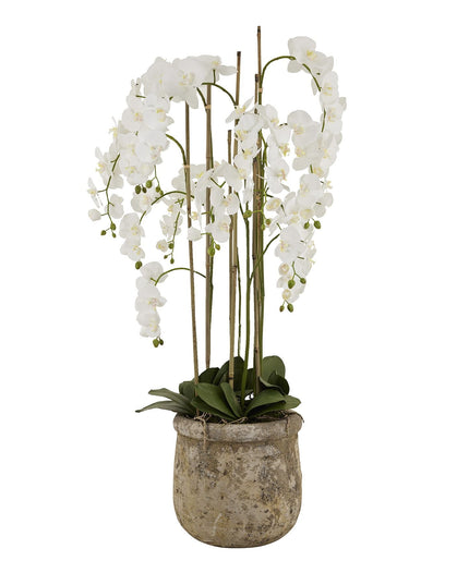 Large White Orchid In Antique Stone Pot