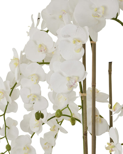 Large White Orchid In Antique Stone Pot