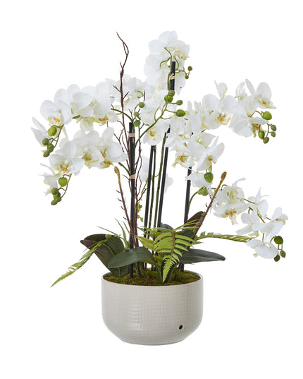 Large White Orchid In Ceramic Pot
