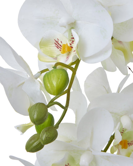 Large White Orchid In Ceramic Pot