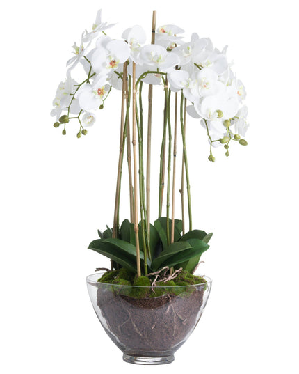 Large White Orchid In Glass Pot