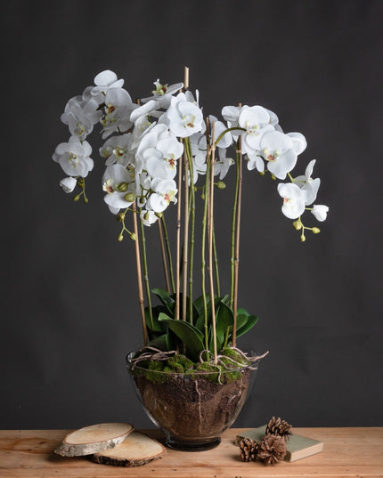 Large White Orchid In Glass Pot