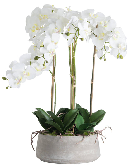 Large White Orchid In Stone Pot