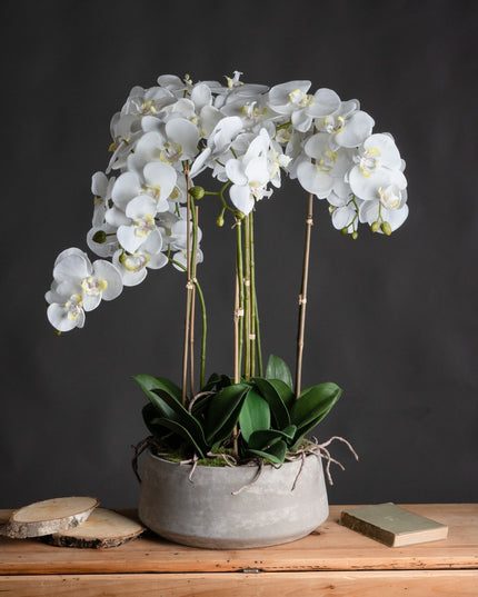 Large White Orchid In Stone Pot