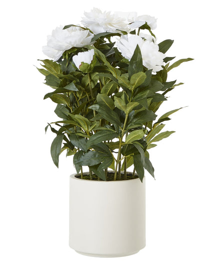 Large White Peony Plant In Pot