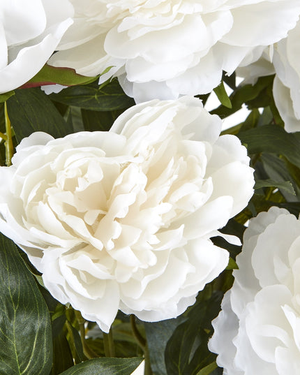 Large White Peony Plant In Pot