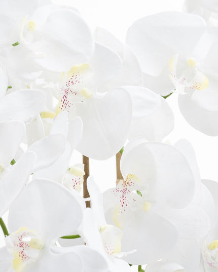 Large White Tall Orchid In Glass Pot