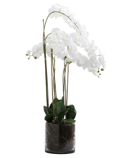 Large White Tall Orchid In Glass Pot