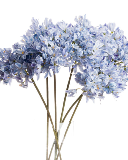 Light Blue Large Headed Agapanthus