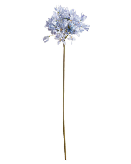 Light Blue Large Headed Agapanthus