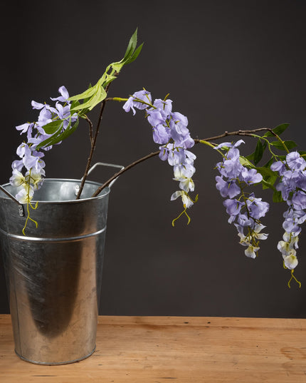 Lilac Wisteria