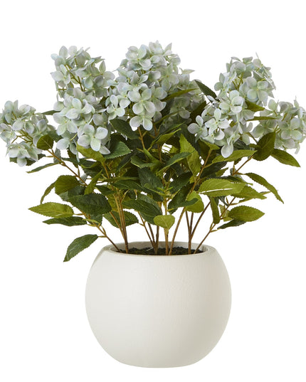 Medium Green Hydrangea Plant In Pot