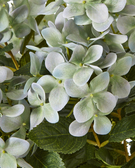 Medium Green Hydrangea Plant In Pot