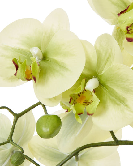 Medium Green Orchid In Ceramic Pot