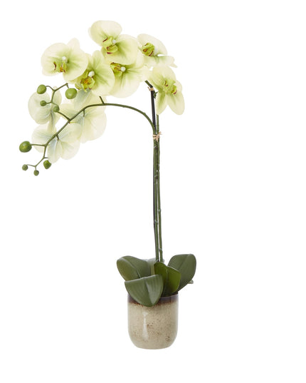 Medium Green Orchid In Ceramic Pot