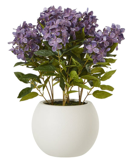 Medium Purple Hydrangea Plant In Pot