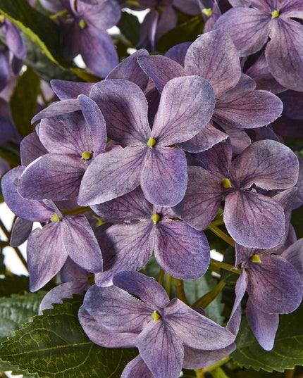 Medium Purple Hydrangea Plant In Pot