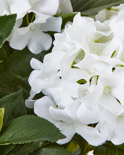 Medium White Hydrangea Plant In Pot