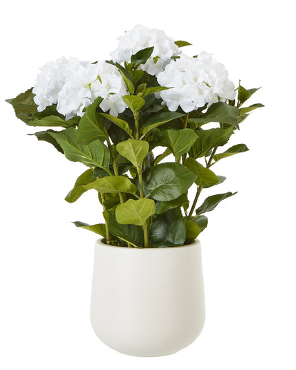 Medium White Hydrangea Plant In Pot