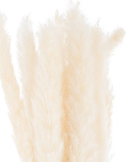 Mini White Pampas Grass Bunch Of 15