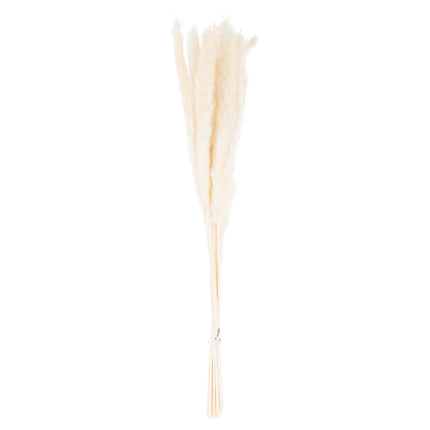Mini White Pampas Grass Bunch Of 15