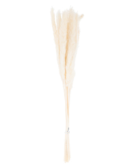 Mini White Pampas Grass Bunch Of 15