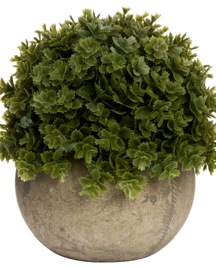 Miniature Hebe Veronica In Pot