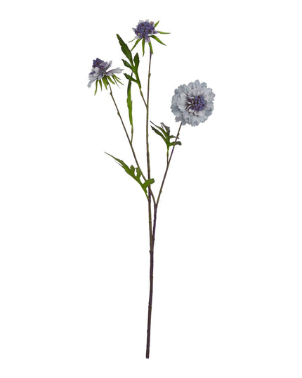 Pale Blue Scabious Stem