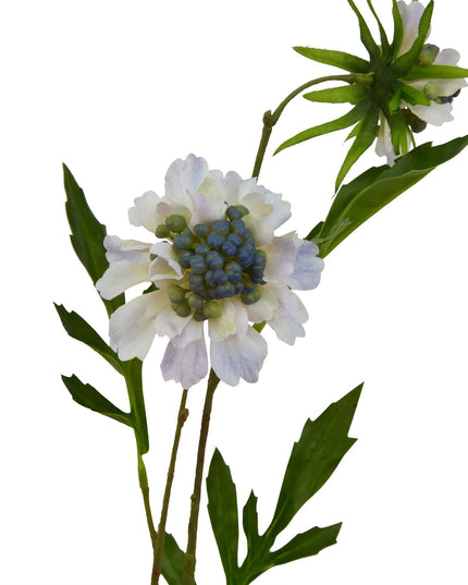 Pale Blue Scabious Stem