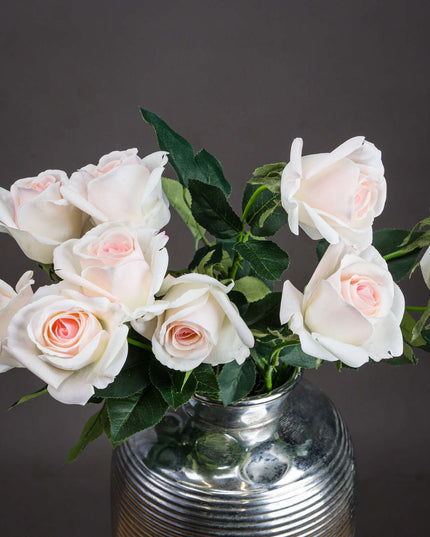 Palest Pink Tea Rose