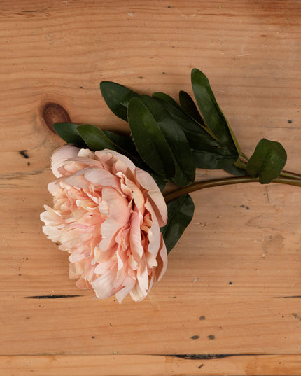 Peach Peony Rose
