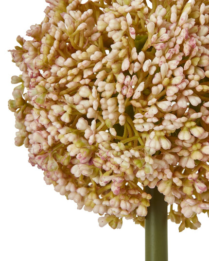 Pink Allium Stem