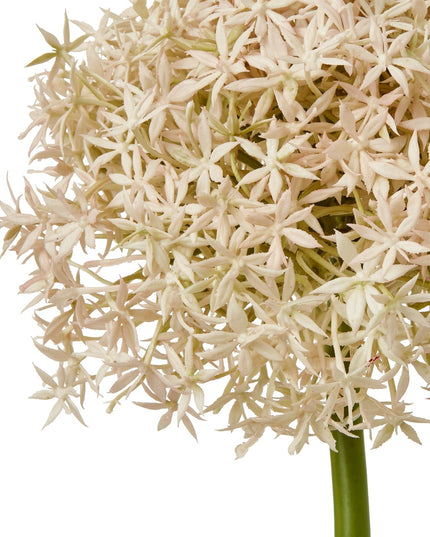 Pink Giant Allium Stem