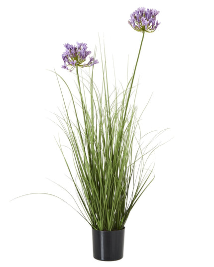 Purple Agapanthus Plant In Pot
