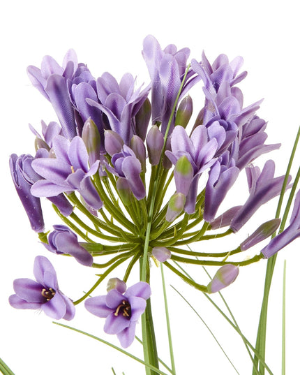 Purple Agapanthus Plant In Pot