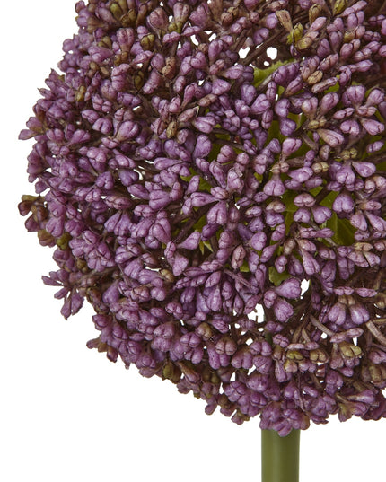 Purple Allium Stem