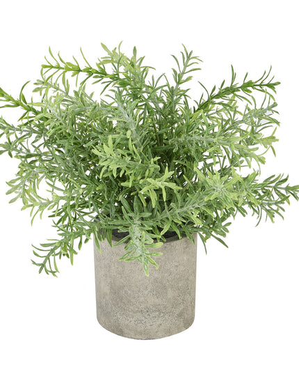 Rosemary Plant In Stone Effect Pot