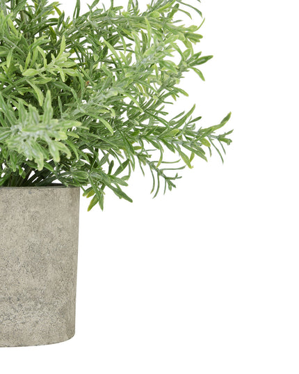 Rosemary Plant In Stone Effect Pot