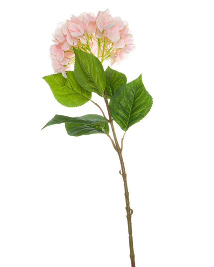 Single Pink Hydrangea