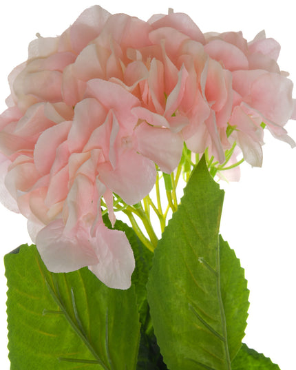 Single Pink Hydrangea