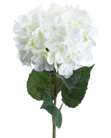 Single White Hydrangea
