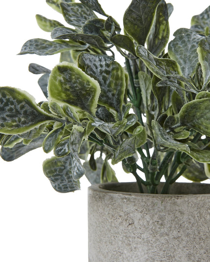Small Giana Eucalyptus Plant In Grey Pot