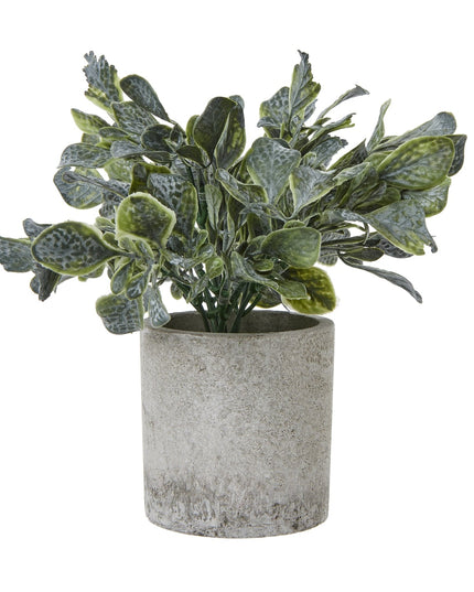 Small Giana Eucalyptus Plant In Grey Pot