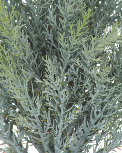 Squat Fir Tree In Stone Pot